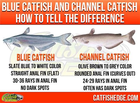 blue chanel catfish|how to identify blue catfish.